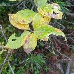 Sorbus chamaemespilus Folio