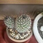 Mammillaria wrightii Hoja