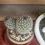 Mammillaria wrightii List