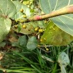 Paederia foetida Fruit