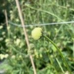 Cephalaria alpina Flower