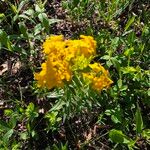 Lithospermum canescens Flower