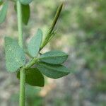 Lotus angustissimus Leaf