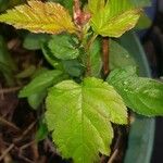 Sorbus latifolia Листок