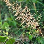 Sporobolus stapfianus Blüte