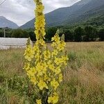 Verbascum densiflorum Bertol.Цветок