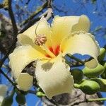 Ceiba chodatii Flower