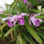 Cattleya intermedia Bloem