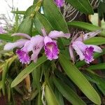 Cattleya intermedia Blomst