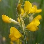 Genista sagittalis Flor