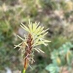 Carex halleriana Virág