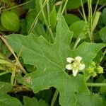 Bryonia alba Leaf