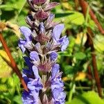 Salvia nemorosa Flower