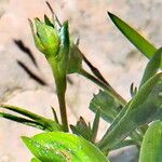 Sibbaldia tridentata Blüte