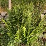 Dryopteris oreades पत्ता