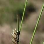 Eragrostis elongata Flower