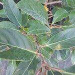 Viburnum odoratissimum Leaf