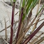 Calamagrostis breviligulata Bark