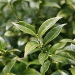 Sarcococca pruniformis Fuelha