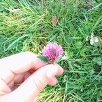 Trifolium pratenseफूल