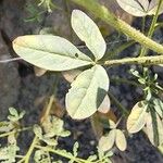 Cleome ornithopodioides Deilen