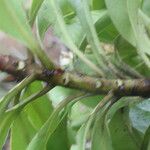 Ardisia densiflora Bark