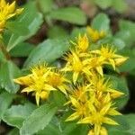 Sedum aizoon Flower