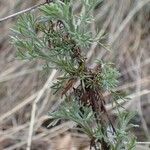 Artemisia alba Habitat