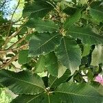 Quercus pontica Blatt