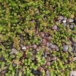 Sedum sexangulareЛіст