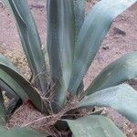 Agave shaferi Blad