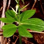 Acianthus amplexicaulis Leaf