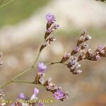 Limonium duriusculum Inny