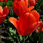 Tulipa agenensis Flower