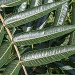 Rhus typhina Leaf