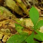 Voyria tenella Elinympäristö