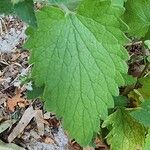Nepeta cataria Leaf