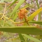 Acacia cyclops Fula