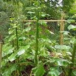 Cardiocrinum giganteum Habitus