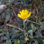 Pilosella officinarum Flower