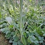 Tragopogon porrifolius 葉