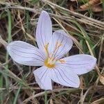 Crocus pulchellusFlower