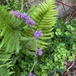 Nepeta × faassenii Floare