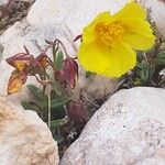 Helianthemum croceum