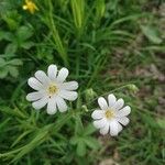 Stellaria palustrisFlower