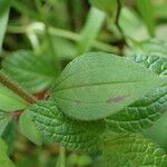 Heterotis rotundifolia 葉