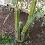 Praecereus euchlorus Blad