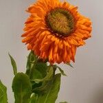 Calendula stellata Habit