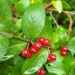 Lonicera maackii Fruit
