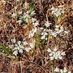 Daucus muricatus Habit